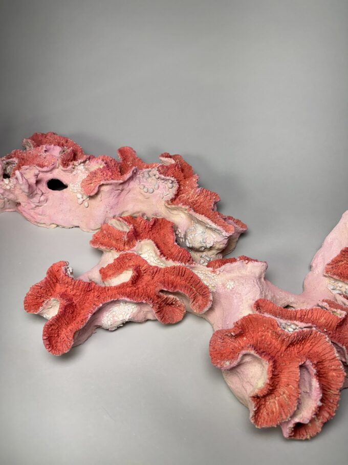 Agariasia Agaricites (Lettuce Coral)