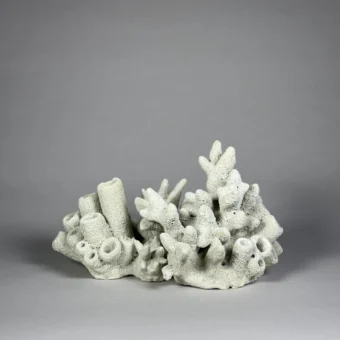 Echoes of the Reef
